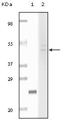 Fibulin 5 Antibody in Western Blot (WB)