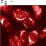 Furin Antibody in Immunocytochemistry (ICC/IF)
