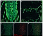 GFP Antibody in Immunohistochemistry (IHC)