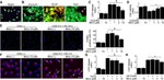 GFP Antibody in Immunocytochemistry (ICC/IF)