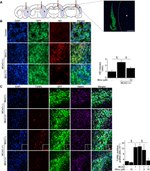GFP Antibody in Immunohistochemistry (IHC)