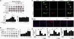 GFP Antibody in Immunocytochemistry (ICC/IF)