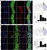 GFP Antibody in Immunohistochemistry (IHC)