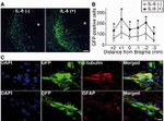 GFP Antibody in Immunohistochemistry (IHC)