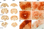 GFP Antibody in Immunohistochemistry (IHC)