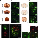 GFP Antibody in Immunohistochemistry (IHC)