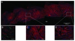 GFP Antibody in Immunohistochemistry (IHC)