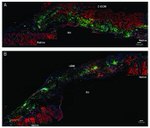 GFP Antibody in Immunohistochemistry (IHC)