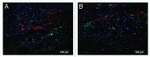 GFP Antibody in Immunohistochemistry (IHC)