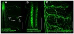 GFP Antibody in Immunohistochemistry (IHC)