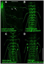 GFP Antibody in Immunohistochemistry (IHC)