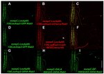 GFP Antibody in Immunohistochemistry (IHC)