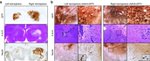 GFP Antibody in Immunohistochemistry (IHC)