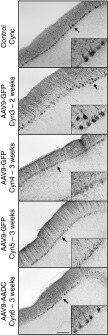GFP Antibody in Immunohistochemistry (IHC)