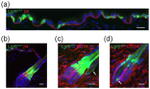 GFP Antibody in Immunohistochemistry (IHC)