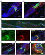 GFP Antibody in Immunohistochemistry (IHC)