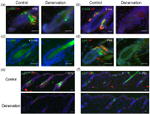 GFP Antibody in Immunohistochemistry (IHC)