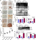 GFP Antibody in Immunohistochemistry (Paraffin) (IHC (P))