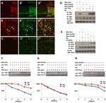 GFP Antibody in Western Blot, Immunohistochemistry (WB, IHC)