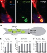 GFP Antibody in Immunohistochemistry (IHC)