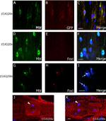 GFP Antibody in Immunohistochemistry (IHC)