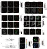 GFP Antibody in Immunoprecipitation (IP)
