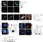 GFP Antibody in Immunoprecipitation (IP)