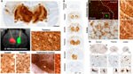 GFP Antibody in Immunohistochemistry (IHC)