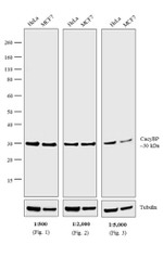 Rabbit IgG (H+L) Cross-Adsorbed Secondary Antibody in Western Blot (WB)