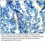 Glucose-6-Phosphate, catalytic subunit Polyclonal Antibody