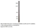 GABA B Receptor 2 Polyclonal Antibody