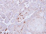 GABARAP Antibody in Immunohistochemistry (IHC)