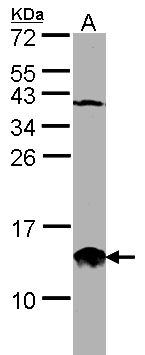 GABARAP Antibody in Western Blot (WB)