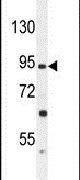 GABBR2 Antibody in Western Blot (WB)