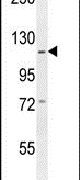 GABBR2 Antibody in Western Blot (WB)
