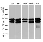GABPB1 Antibody in Western Blot (WB)