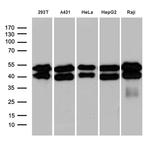 GABPB1 Antibody in Western Blot (WB)