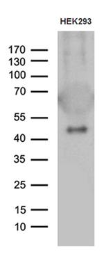 GABPB1 Antibody in Western Blot (WB)