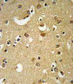 GABRA2 Antibody in Immunohistochemistry (IHC)