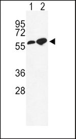 GABRA2 Antibody in Western Blot (WB)