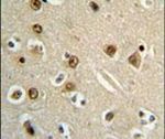 GABRA4 Antibody in Immunohistochemistry (IHC)