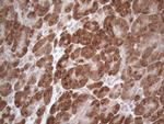 GABRA5 Antibody in Immunohistochemistry (Paraffin) (IHC (P))