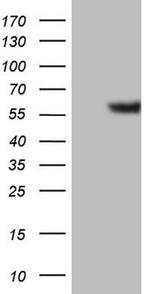 GABRA5 Antibody in Western Blot (WB)