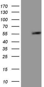 GABRA5 Antibody in Western Blot (WB)