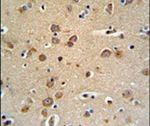 GABRG3 Antibody in Immunohistochemistry (IHC)