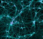 Goat anti-Chicken IgY (H+L) Cross-Adsorbed Secondary Antibody, Alexa Fluor™ Plus 405