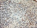 GAD1 Antibody in Immunohistochemistry (Paraffin) (IHC (P))