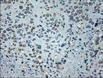 GAD1 Antibody in Immunohistochemistry (Paraffin) (IHC (P))