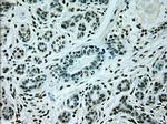 GAD1 Antibody in Immunohistochemistry (Paraffin) (IHC (P))
