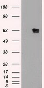 GAD1 Antibody in Western Blot (WB)